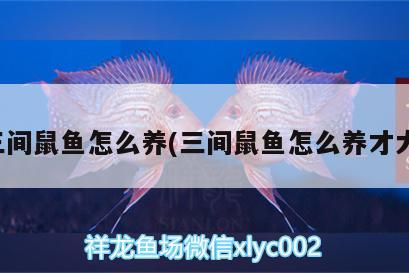 三間鼠魚怎么養(yǎng)(三間鼠魚怎么養(yǎng)才大)