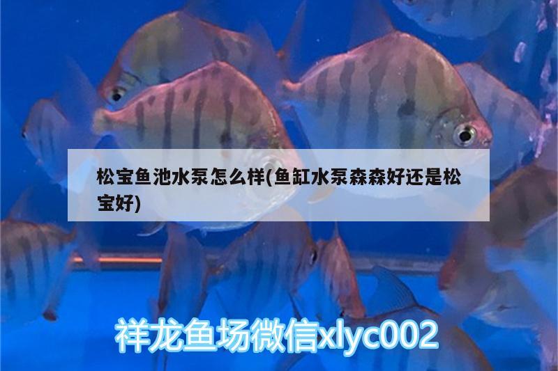 松寶魚池水泵怎么樣(魚缸水泵森森好還是松寶好)