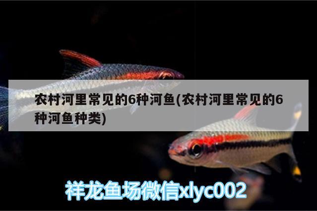 農(nóng)村河里常見的6種河魚(農(nóng)村河里常見的6種河魚種類)