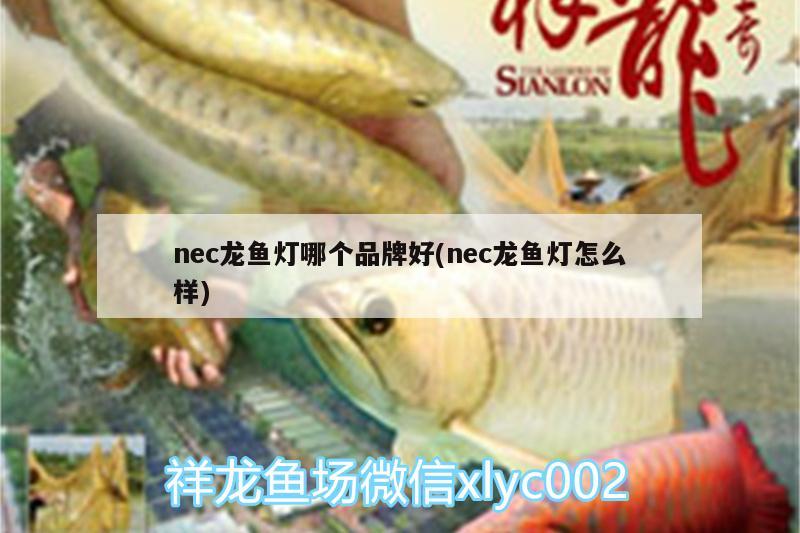 nec龍魚燈哪個(gè)品牌好(nec龍魚燈怎么樣) 泰龐海蓮魚