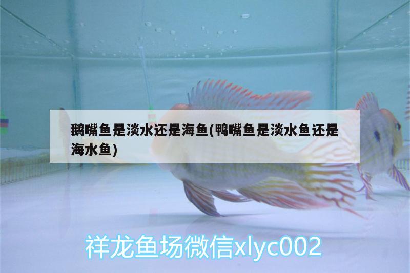 鵝嘴魚是淡水還是海魚(鴨嘴魚是淡水魚還是海水魚) 海水魚