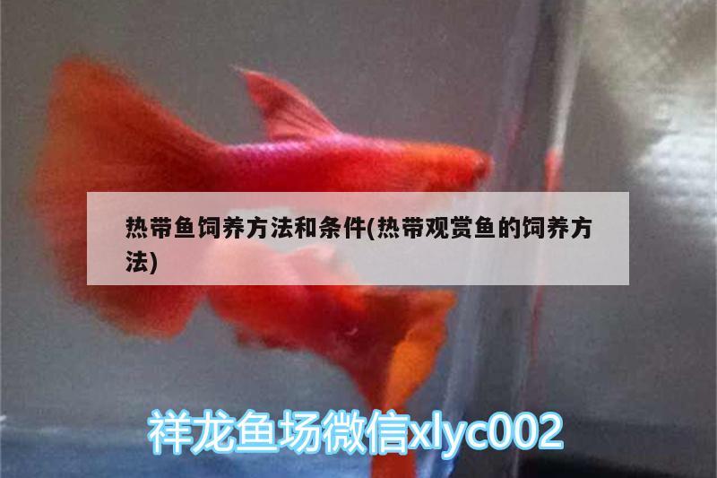 熱帶魚飼養(yǎng)方法和條件(熱帶觀賞魚的飼養(yǎng)方法)