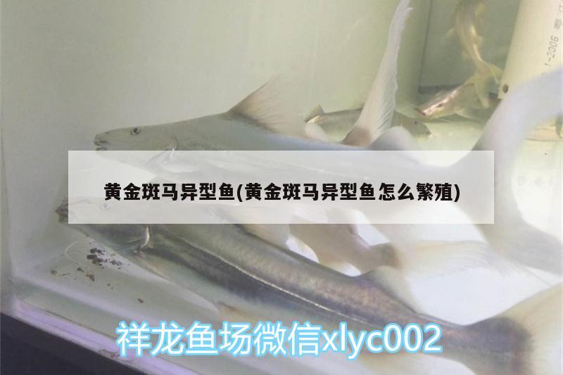 黃金斑馬異型魚(黃金斑馬異型魚怎么繁殖)