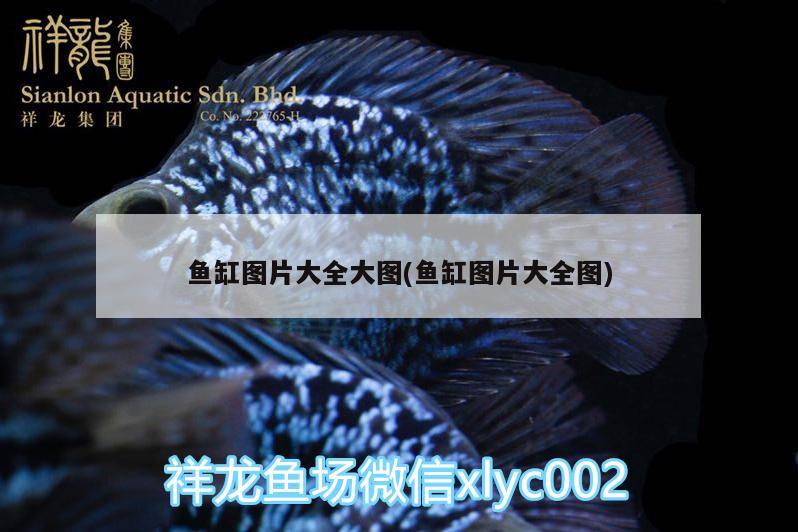 魚缸圖片大全大圖(魚缸圖片大全圖) 祥龍藍珀金龍魚