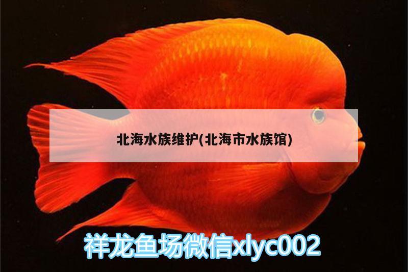 北海水族維護(hù)(北海市水族館) 白寫錦鯉魚