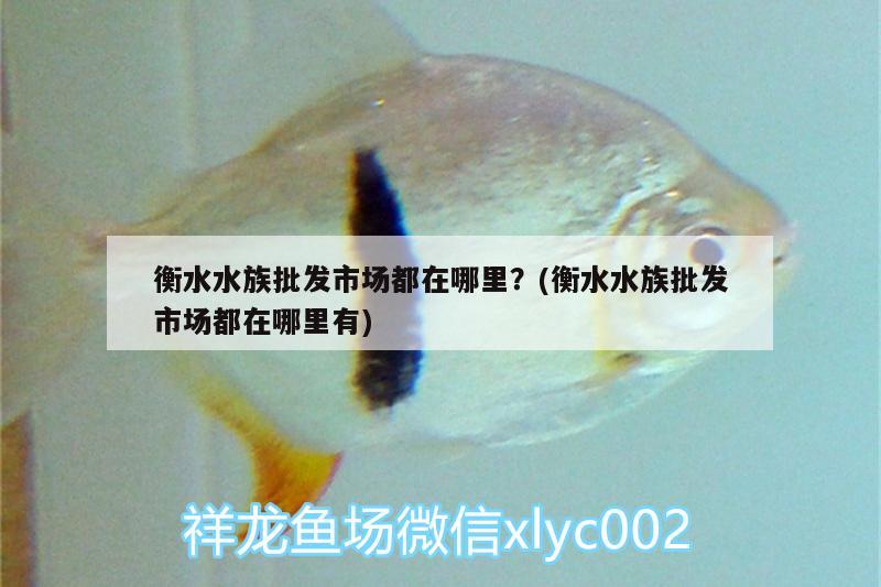 衡水水族批發(fā)市場(chǎng)都在哪里？(衡水水族批發(fā)市場(chǎng)都在哪里有)