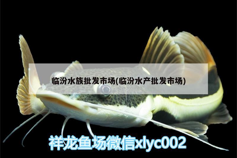 臨汾水族批發(fā)市場(chǎng)(臨汾水產(chǎn)批發(fā)市場(chǎng))