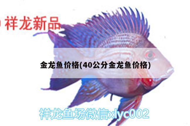 金龍魚價(jià)格(40公分金龍魚價(jià)格) 埃及神仙魚