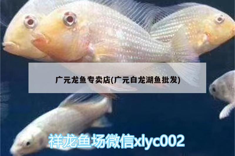 廣元龍魚專賣店(廣元白龍湖魚批發(fā))