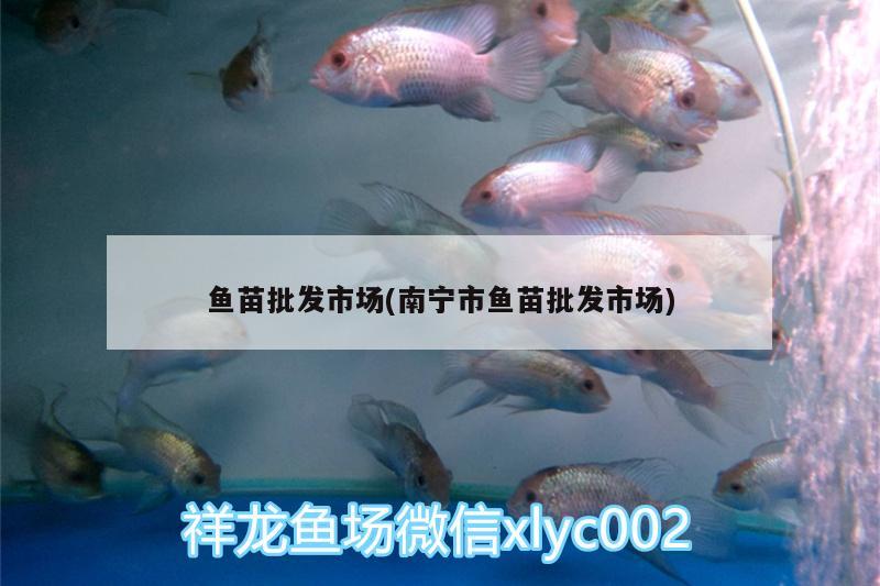 魚苗批發(fā)市場(chǎng)(南寧市魚苗批發(fā)市場(chǎng))