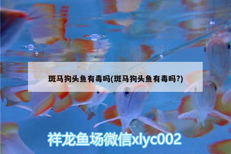 斑馬狗頭魚有毒嗎(斑馬狗頭魚有毒嗎?)