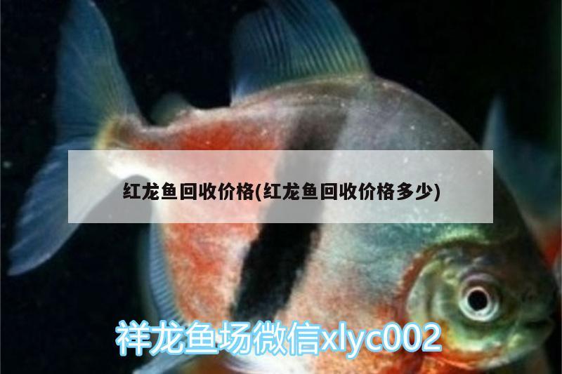 紅龍魚回收價格(紅龍魚回收價格多少) 朱巴利魚苗