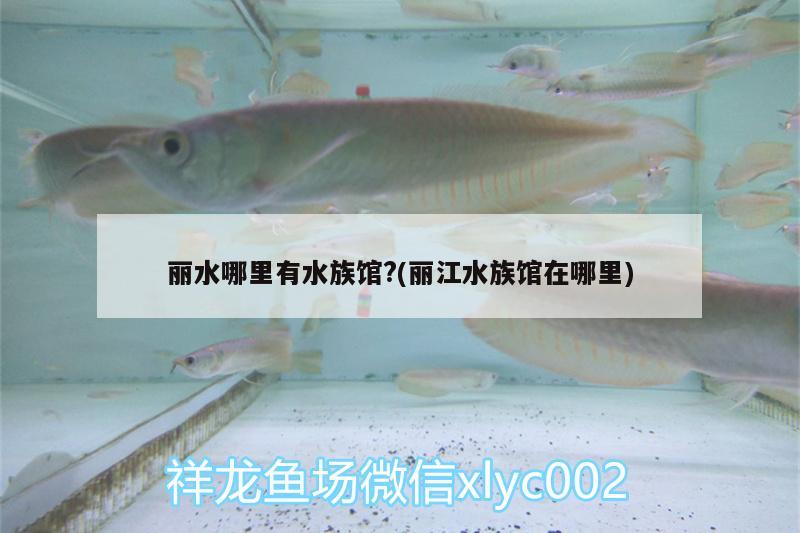 麗水哪里有水族館?(麗江水族館在哪里) 狗頭魚(yú)