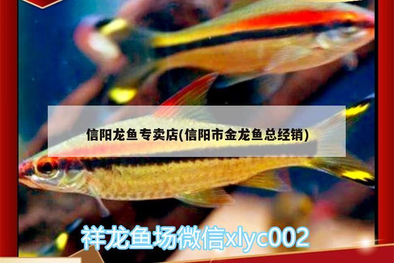 信陽龍魚專賣店(信陽市金龍魚總經(jīng)銷) 龍鳳鯉魚