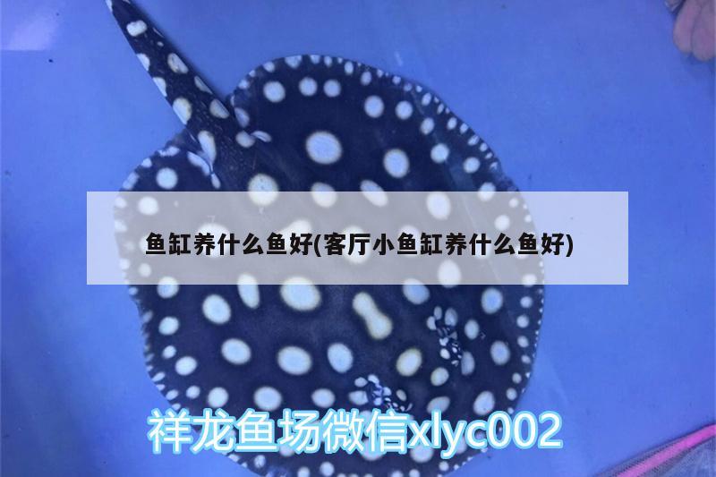 魚(yú)缸養(yǎng)什么魚(yú)好(客廳小魚(yú)缸養(yǎng)什么魚(yú)好) 水族世界