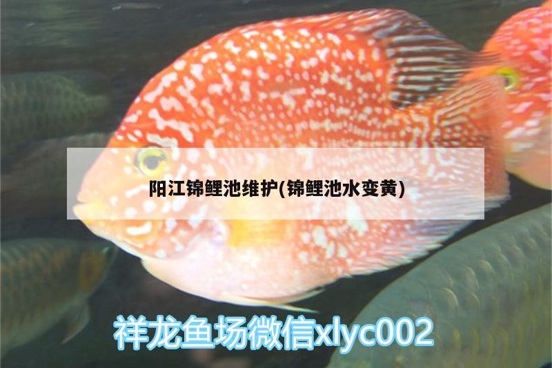 陽(yáng)江錦鯉池維護(hù)(錦鯉池水變黃) 雙線側(cè)魚