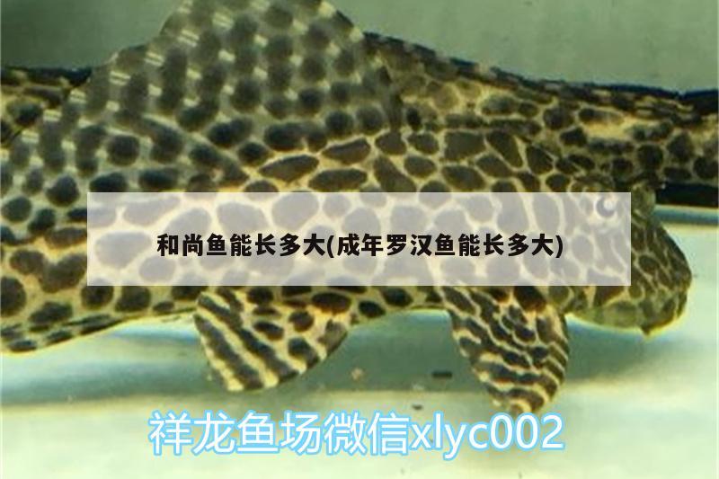 和尚魚能長(zhǎng)多大(成年羅漢魚能長(zhǎng)多大) 和尚魚