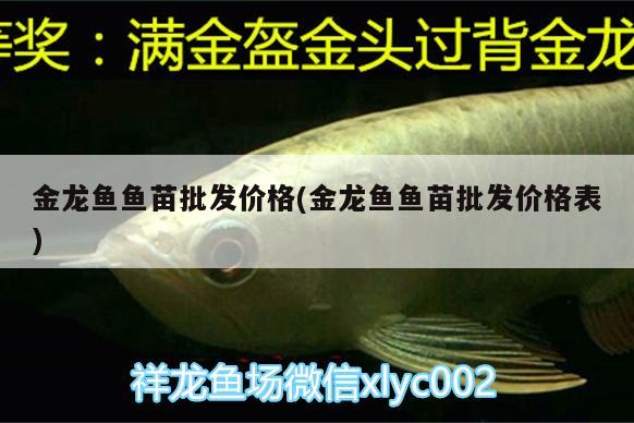 金龍魚魚苗批發(fā)價格(金龍魚魚苗批發(fā)價格表) 馬拉莫寶石魚苗