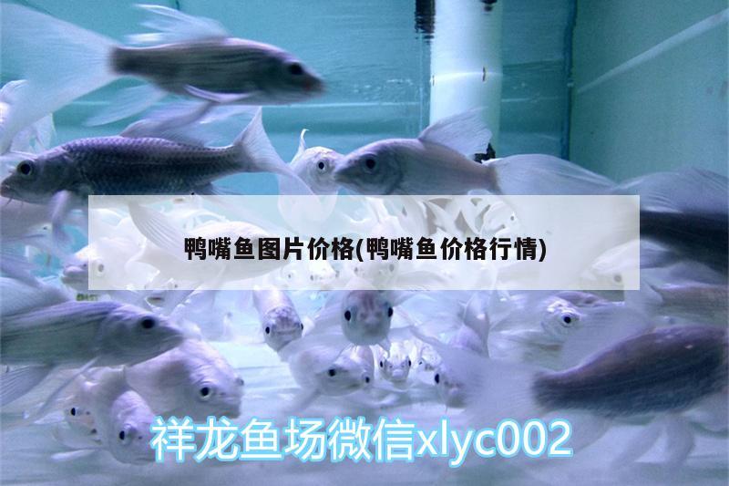 鴨嘴魚圖片價格(鴨嘴魚價格行情) 養(yǎng)魚的好處