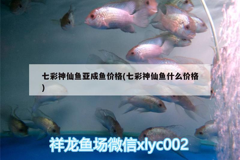 七彩神仙魚亞成魚價格(七彩神仙魚什么價格) 七彩神仙魚