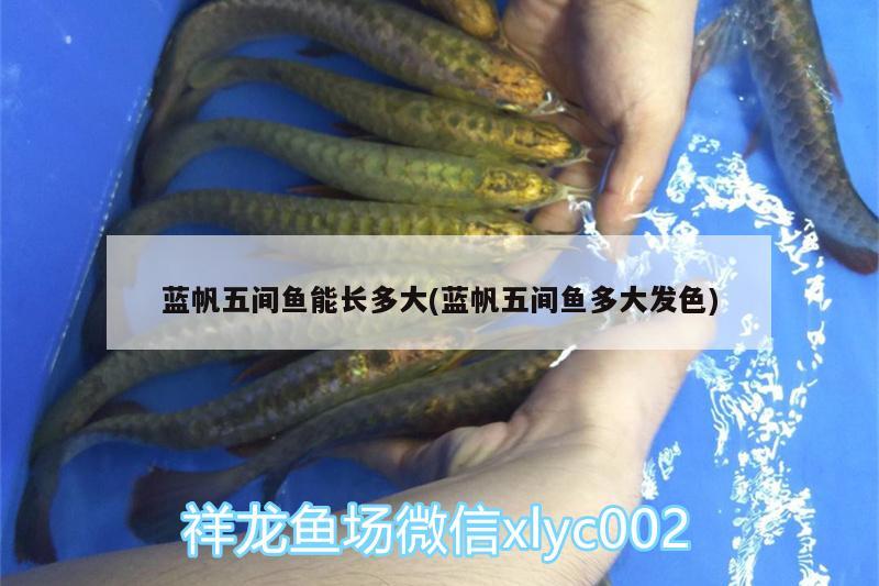 藍(lán)帆五間魚能長多大(藍(lán)帆五間魚多大發(fā)色) 委內(nèi)瑞拉奧里諾三間魚苗