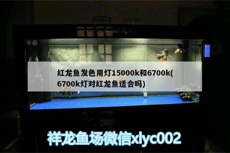 紅龍魚發(fā)色用燈15000k和6700k(6700k燈對(duì)紅龍魚適合嗎)