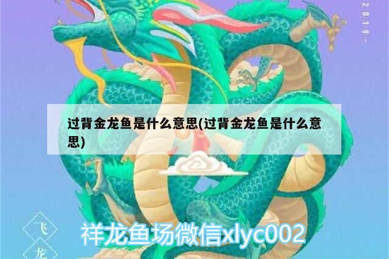 過背金龍魚是什么意思(過背金龍魚是什么意思)