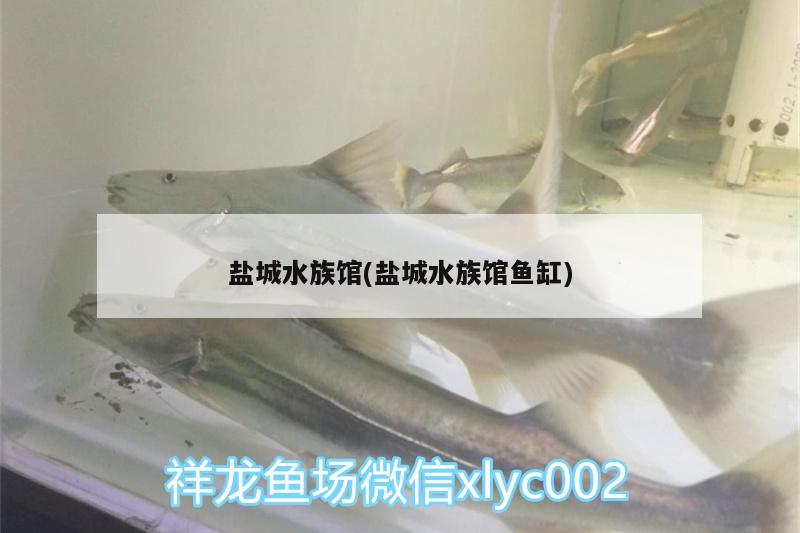 鹽城水族館(鹽城水族館魚(yú)缸)