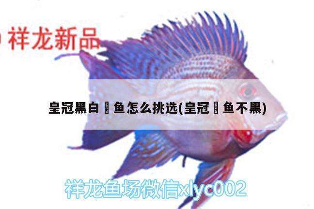 皇冠黑白魟魚怎么挑選(皇冠魟魚不黑)