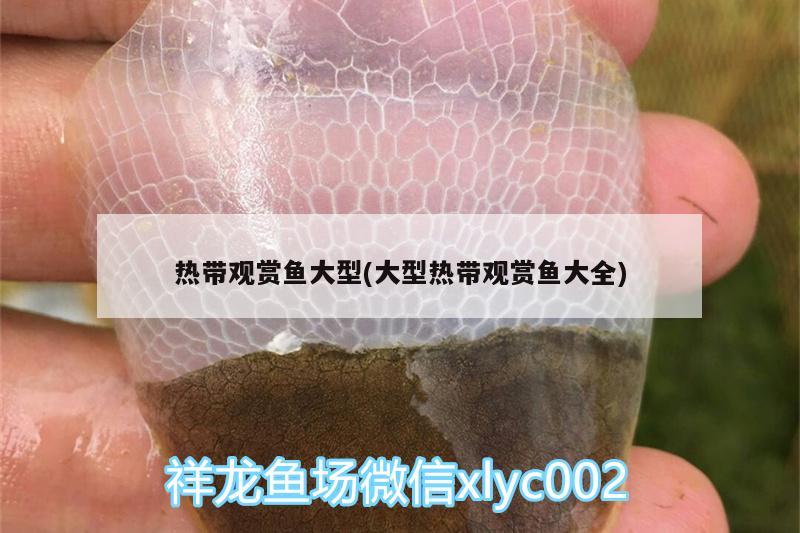 熱帶觀賞魚大型(大型熱帶觀賞魚大全)