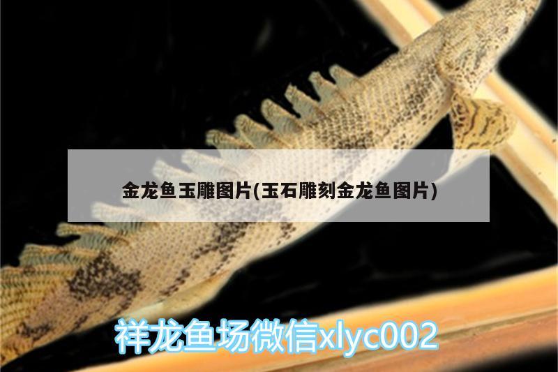 金龍魚玉雕圖片(玉石雕刻金龍魚圖片) 魚缸/水族箱