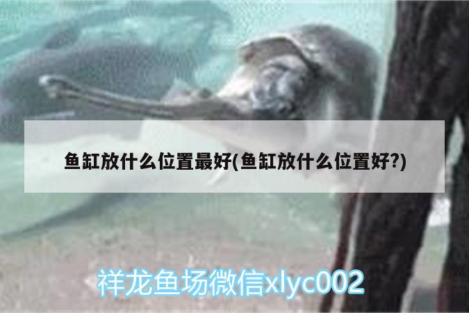 魚(yú)缸放什么位置最好(魚(yú)缸放什么位置好?)