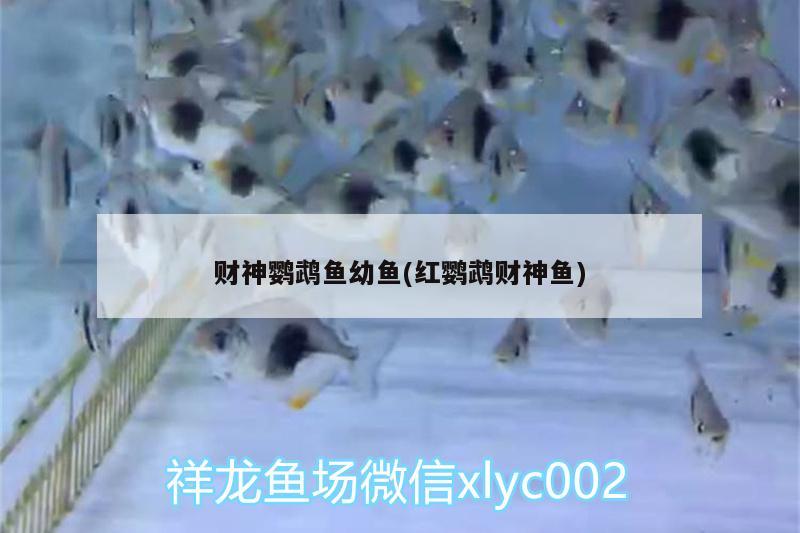 財(cái)神鸚鵡魚幼魚(紅鸚鵡財(cái)神魚) 鸚鵡魚