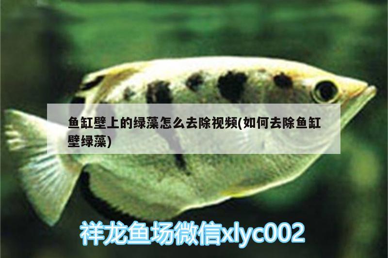 魚(yú)缸壁上的綠藻怎么去除視頻(如何去除魚(yú)缸壁綠藻)