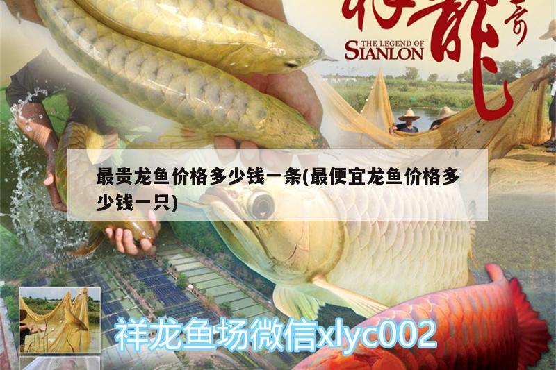 最貴龍魚(yú)價(jià)格多少錢一條(最便宜龍魚(yú)價(jià)格多少錢一只)