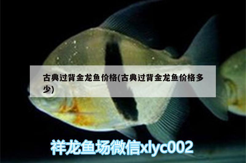 古典過背金龍魚價格(古典過背金龍魚價格多少)