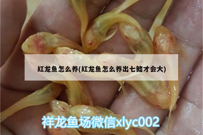 紅龍魚怎么養(yǎng)(紅龍魚怎么養(yǎng)出七鰭才會(huì)大)