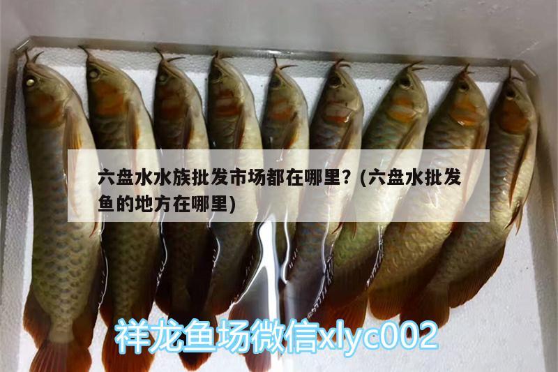 六盤水水族批發(fā)市場都在哪里？(六盤水批發(fā)魚的地方在哪里) 觀賞魚水族批發(fā)市場