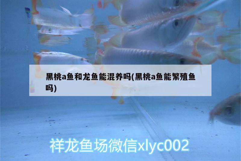 黑桃a魚和龍魚能混養(yǎng)嗎(黑桃a魚能繁殖魚嗎) 黑桃A魚