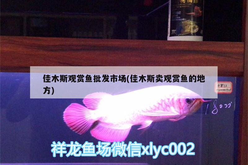 佳木斯觀賞魚批發(fā)市場(佳木斯賣觀賞魚的地方) 觀賞魚批發(fā)