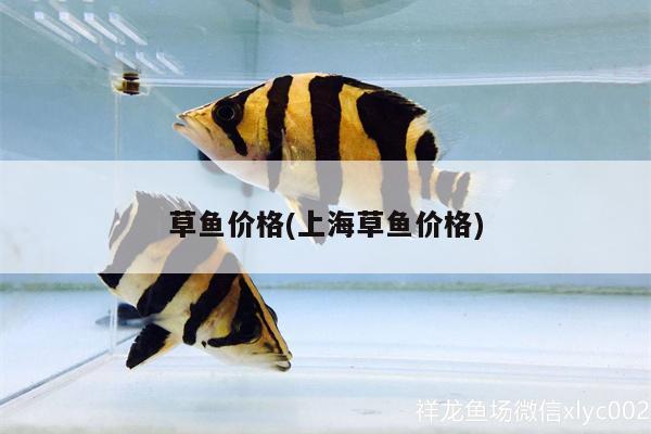 草魚價格(上海草魚價格) 七彩神仙魚