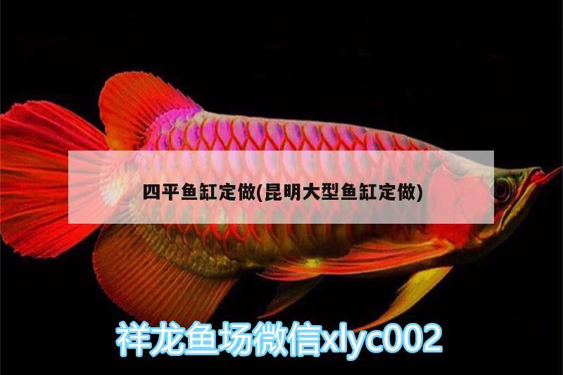 四平魚缸定做(昆明大型魚缸定做) 圣菲埃及魚 第2張