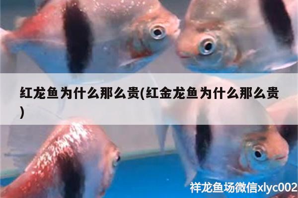 紅龍魚(yú)為什么那么貴(紅金龍魚(yú)為什么那么貴) 魚(yú)缸水質(zhì)穩(wěn)定劑