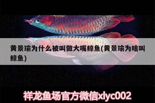 黃景瑜為什么被叫做大嘴鯨魚(黃景瑜為啥叫鯨魚)