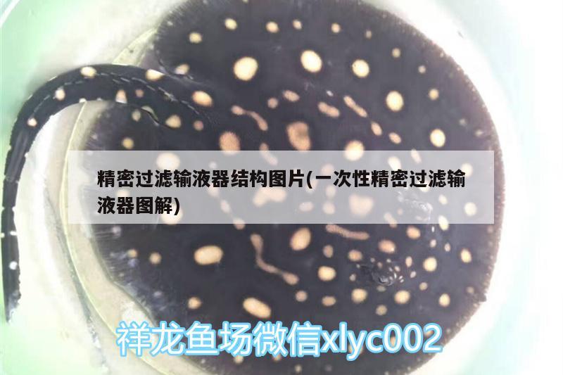 精密過濾輸液器結構圖片(一次性精密過濾輸液器圖解) 斑馬鴨嘴魚