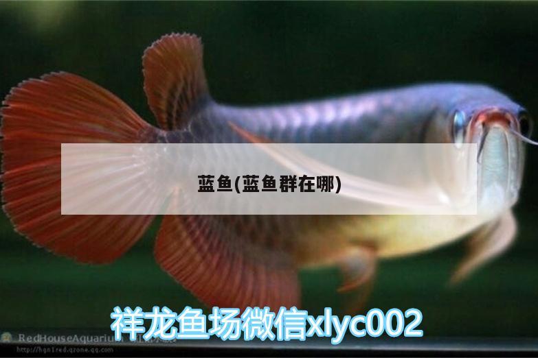 藍(lán)魚(yú)(藍(lán)魚(yú)群在哪)