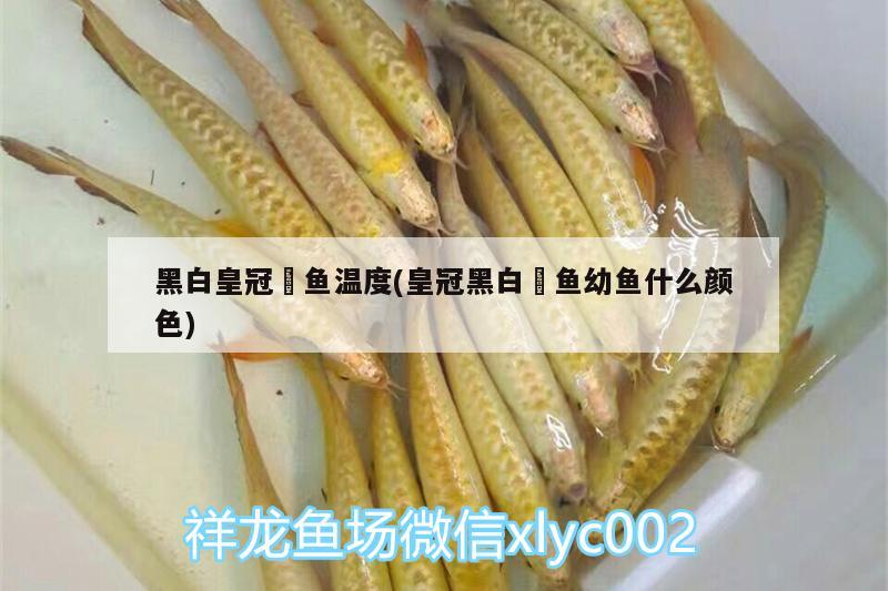 黑白皇冠魟魚溫度(皇冠黑白魟魚幼魚什么顏色)