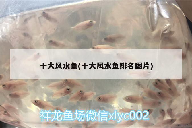 十大風(fēng)水魚(十大風(fēng)水魚排名圖片) 魚缸風(fēng)水 第2張