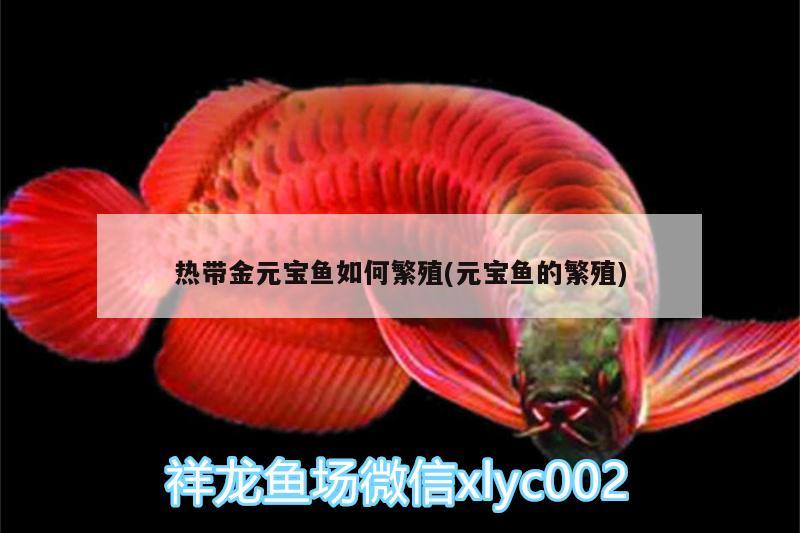 熱帶金元寶魚如何繁殖(元寶魚的繁殖) 吉羅魚批發(fā)