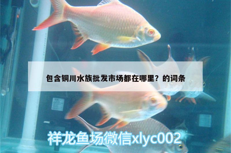 包含銅川水族批發(fā)市場都在哪里？的詞條